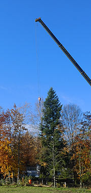 Abtransport der Weißtanne am Vortag in Peiting (©Foto: Landkreis Weilheim-Schongau)